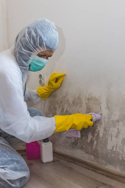 Best Residential Mold Inspection & Testing  in Willowbrook, CA